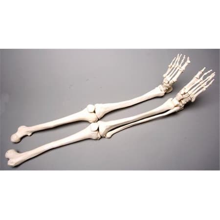 Skeletons And More Skeletons and More SM380DR Right Skeleton Leg SM380DR
